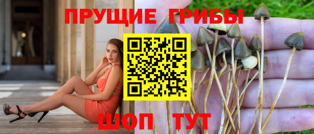 Галлюциногенные грибы Magic Shrooms Балтийск